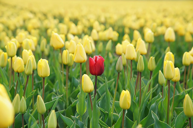 A field of yellow tulips with a red tulip in the centre