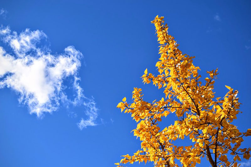 Blue sky with tree branches and yellow orange autumn leaves